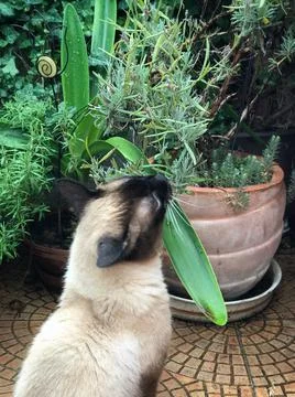 Siamese loves greens  Stock Photos