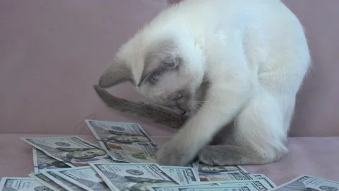 Siamese or Thai breed kitten plays with a stack of one hundred dollar paper A Video stock 198409676