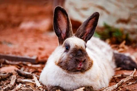 Siamese-Patterned Rabbit Relaxing in Carrizosa Stock Photos