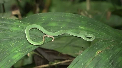 Siamese Peninsula Pit Viper, Malaysia Stock Footage 196134671