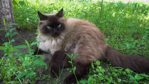 Siamese persian cat relaxing lying in grass outdoors. Cat moving tail Stock Footage 135544949