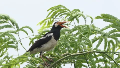 Siamese Pied Starling perching on tree. 库存影片 339458383