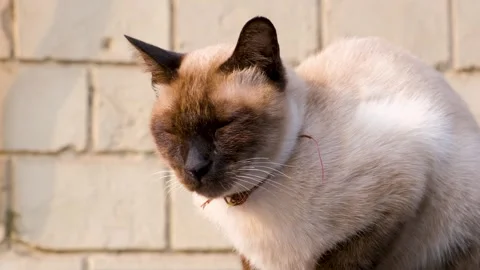 Siamese playful cat looking around. blue eyes cat. Stock Footage 342611229