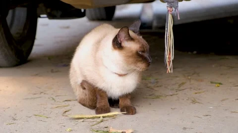 Siamese playful cat looking around. blue eyes cat. Stock Footage 342611262