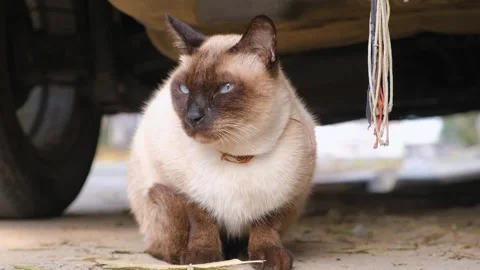 Siamese playful cat looking around. blue eyes cat. Stock Footage 342611381