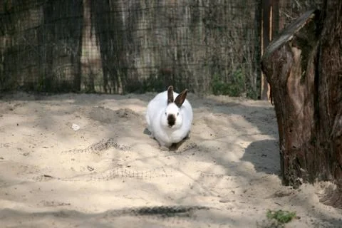 Siamese rabbit on the sand Stock Photos