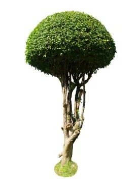 Siamese rough bush isolate on white background with clipping path, Tooth brus Stock Photos