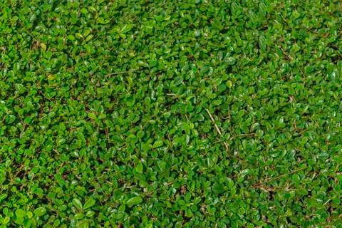 Siamese rough bush leaf as background Foto stock