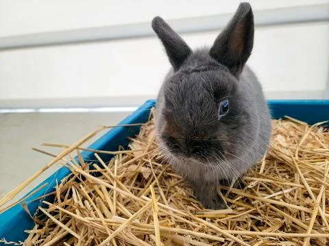 Siamese Sable Rabbit In Straw Stock Photos