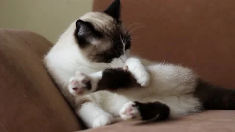 Siamese tabby cat lies on couch while grooming itself in calm indoor setting Stock Footage 314896944