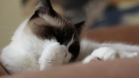 Siamese tabby cat lies on couch while grooming itself indoors. Candid peaceful Stock Footage 314896947
