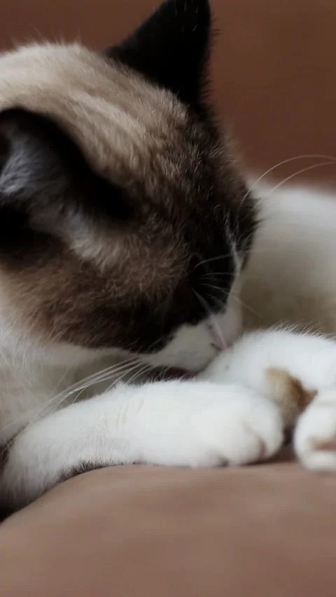Siamese tabby cat lies on couch while grooming itself in calm indoor setting Stock Footage 315101997
