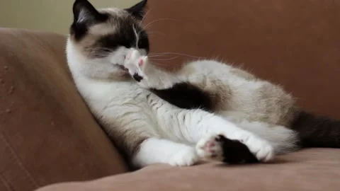 Siamese tabby cat lies on couch while grooming itself indoors. Candid peaceful Stock Footage 318300541