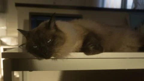 Siamese thai cat lay on table after veterinary surgeon Stock Photos