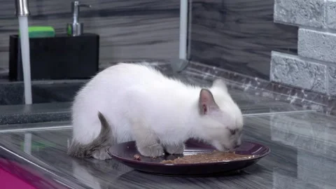 A Siamese Thai kitten sits on a kitchen desktop and eats from a plate. In the Stock-Footage 171274080