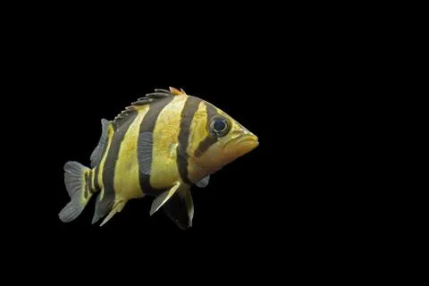 SIAMESE TIGER FISH Stock Photos