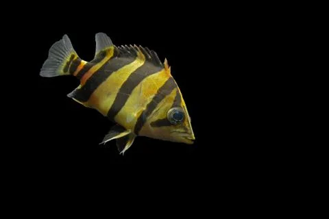 SIAMESE TIGER FISH Stock Photos