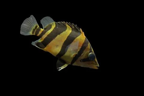 SIAMESE TIGER FISH Stock Photos
