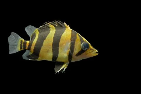 SIAMESE TIGER FISH Stock Photos