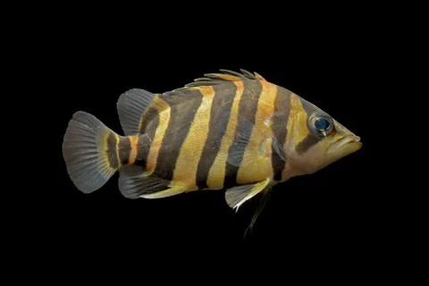 SIAMESE TIGER FISH Stock Photos