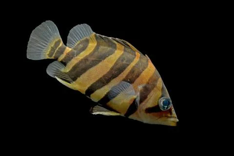 SIAMESE TIGER FISH Stock Photos