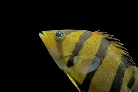 SIAMESE TIGER FISH Stock Photos