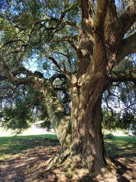 Siamese trees Stockfoto's