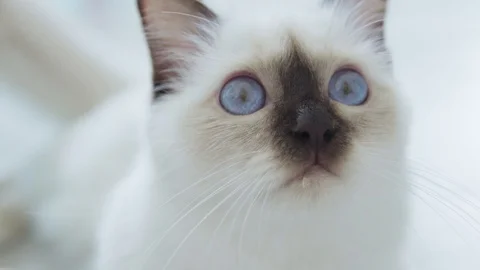 Siamese white cat Stock Footage 129899769