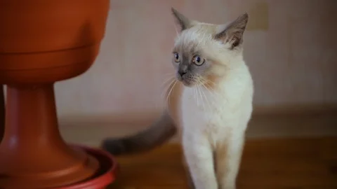 Siamese young cat at home 库存影片 128420506