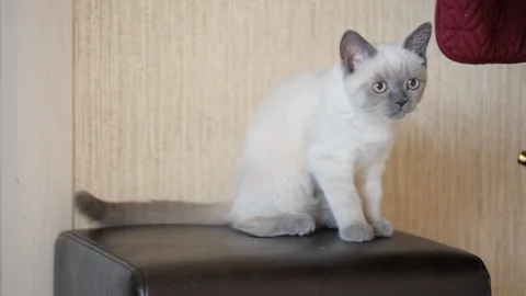 Siamese young cat at home 库存影片 128420518