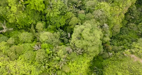 Sianok canyon with forest. Sumatra, Indonesia. Stock Footage 310531653