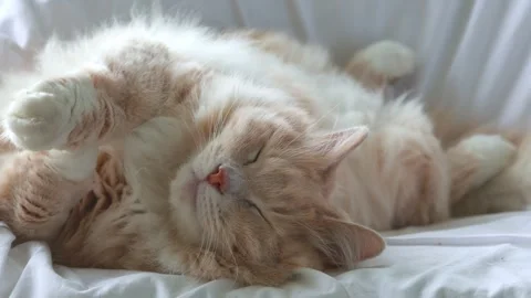 Siberain cat sleeping in relax Vídeo Stock 313745865