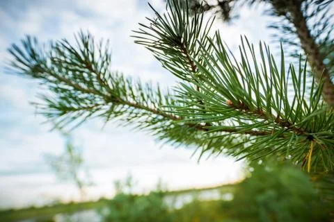 Siberia, Russian north, Yamal, taiga, Surgut, Tundra, Tunguska, swamp Stock Photos