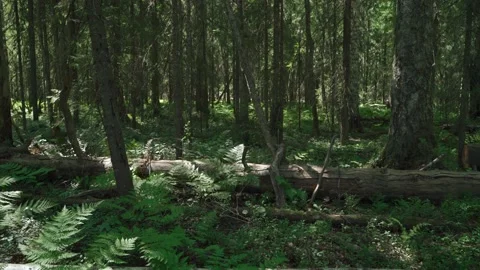 Siberian beautiful forest in summer without people Stock Footage 160271356