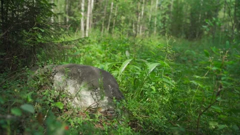 Siberian beautiful forest in summer without people Stock Footage 160271460