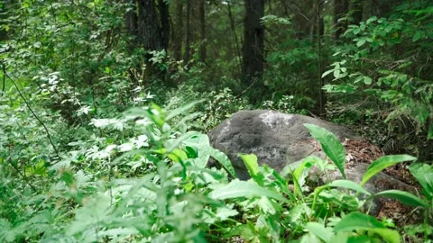 Siberian beautiful forest in summer without people Stock Footage 160271477