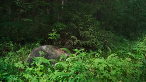 Siberian beautiful forest in summer without people Stock Footage 160271482