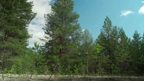 Siberian beautiful forest in summer without people Stock Footage 160271501