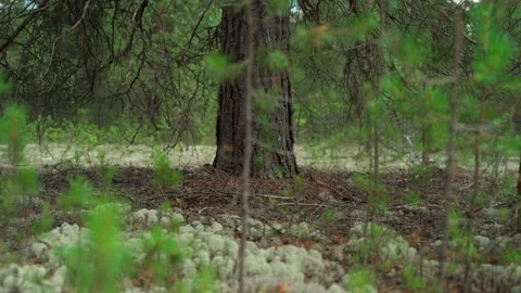 Siberian beautiful forest in summer without people Stock Footage 160271511