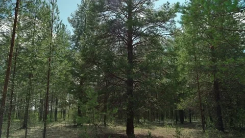 Siberian beautiful forest in summer without people Stock Footage 160271522