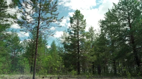 Siberian beautiful forest in summer without people Stock Footage 160271584