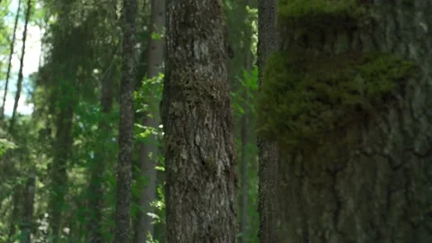 Siberian beautiful forest in summer without people Stock Footage 160271704