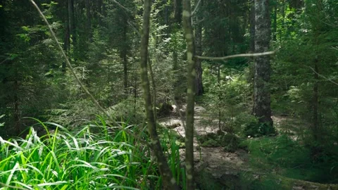 Siberian beautiful forest in summer without people Stock Footage 160271714