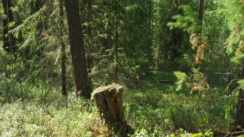 Siberian beautiful forest in summer without people Stock Footage 160271739