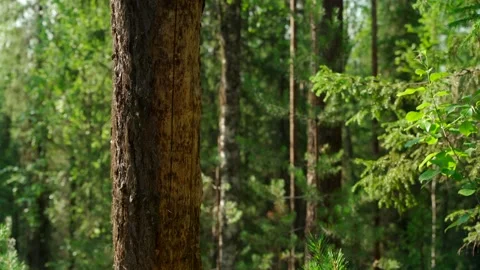 Siberian beautiful forest in summer without people Stock Footage 160271742
