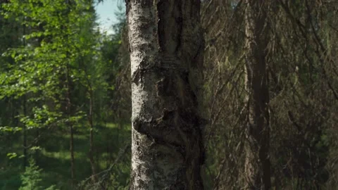 Siberian beautiful forest in summer without people Stock Footage 160271829