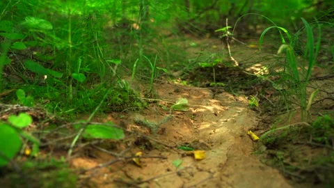 Siberian beautiful forest in summer without people Stock Footage 160271841