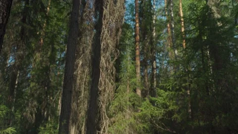 Siberian beautiful forest in summer without people Stock Footage 160271850