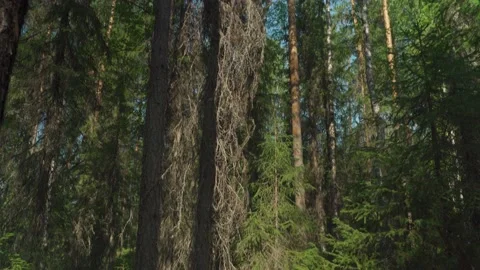 Siberian beautiful forest in summer without people Stock Footage 160271856