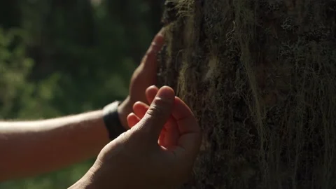 Siberian beautiful forest in summer without people Stock Footage 160271864